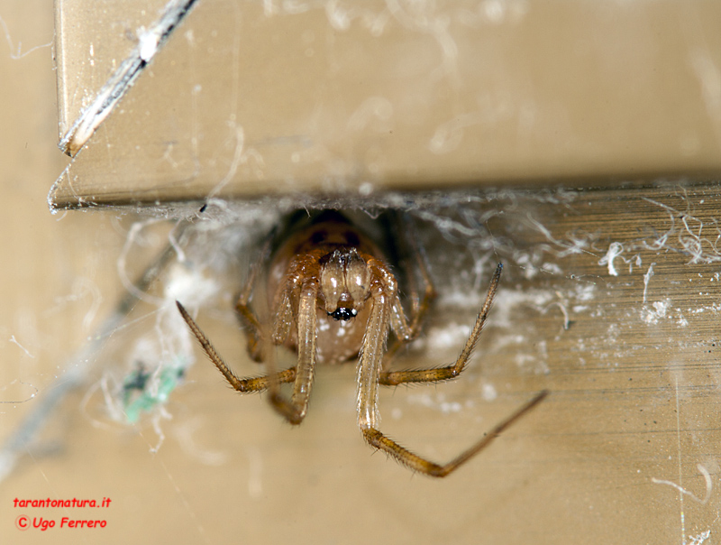 Scytodes sp.; Steatoda triangulosa